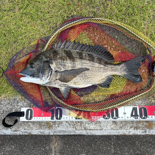 クロダイの釣果