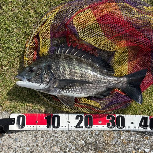 クロダイの釣果