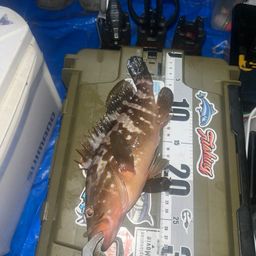 アコウ