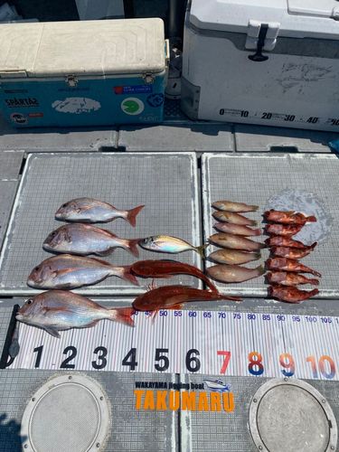タイの釣果