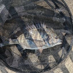 クロダイ