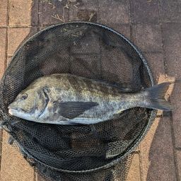 クロダイ