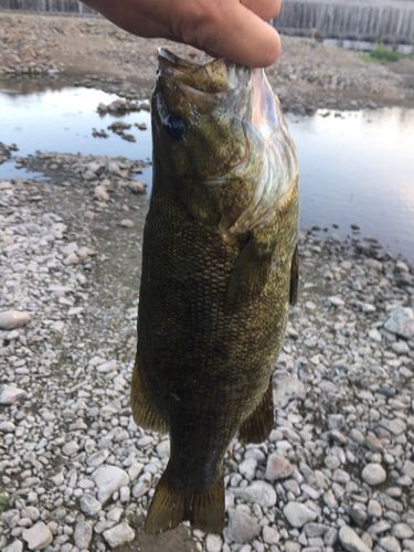 スモールマウスバスの釣果