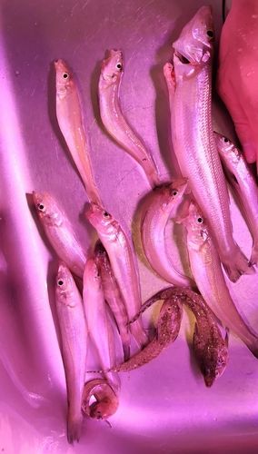 キスの釣果