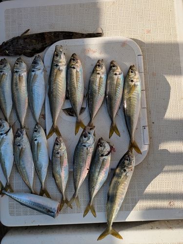 アジの釣果