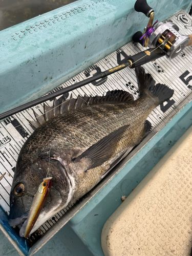 チヌの釣果