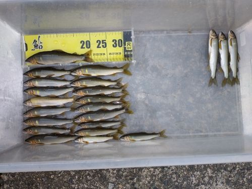 アユの釣果