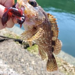 カサゴ