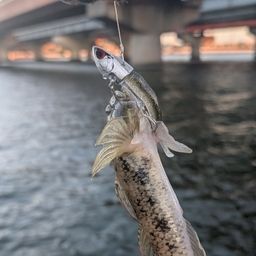マゴチ