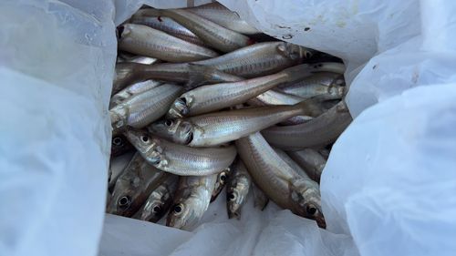シロギスの釣果