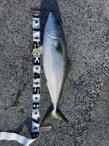 ハマチの釣果
