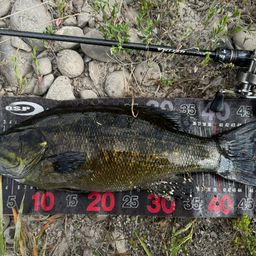 スモールマウスバス