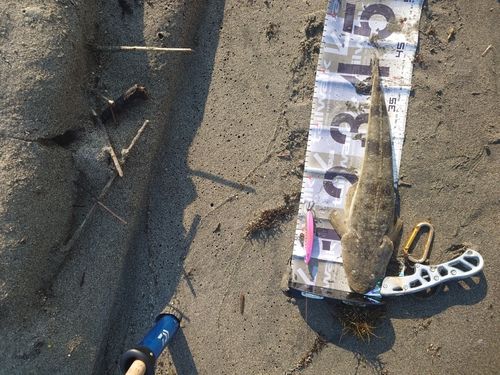 マゴチの釣果