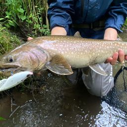 アメマス