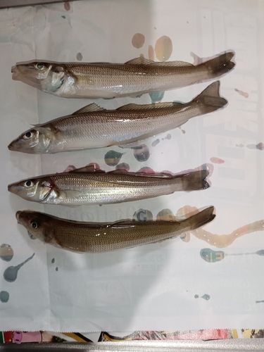 キスの釣果