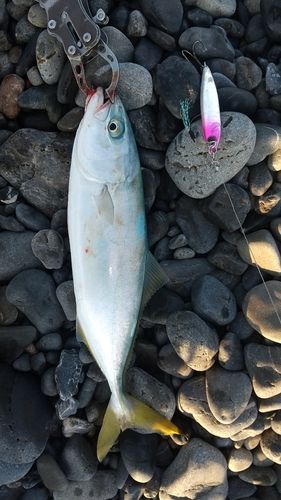 ワカナゴの釣果