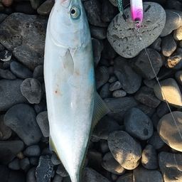 ワカナゴ