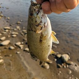 スモールマウスバス