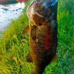 スモールマウスバス