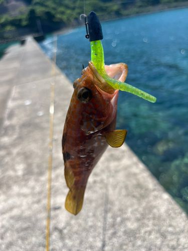 キジハタの釣果