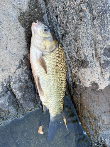 フナの釣果