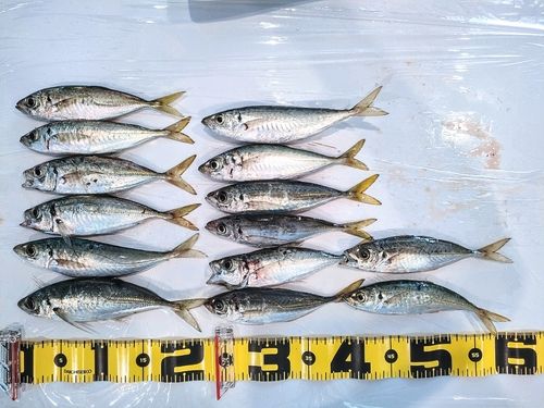 アジの釣果