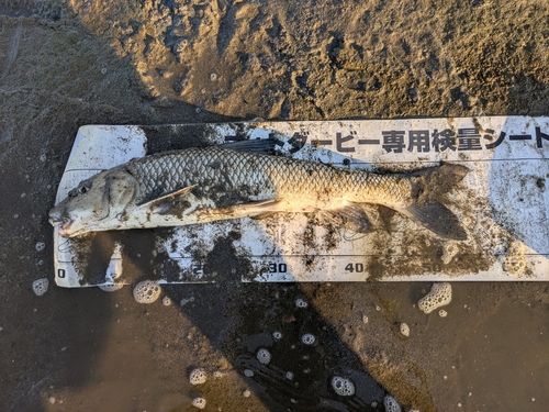 ニゴイの釣果