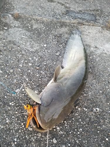 ナマズの釣果