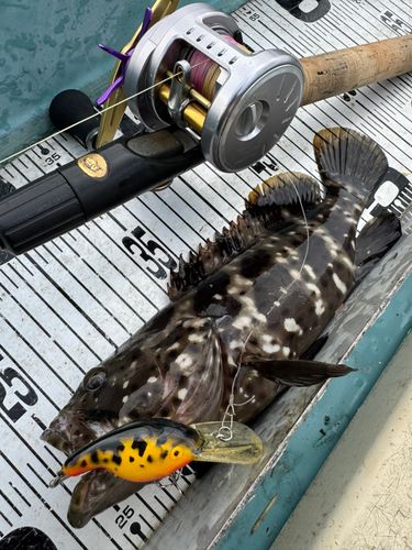 ヤイトハタの釣果