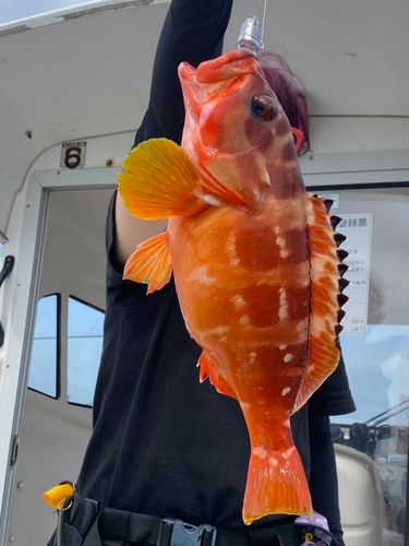 アカハタの釣果