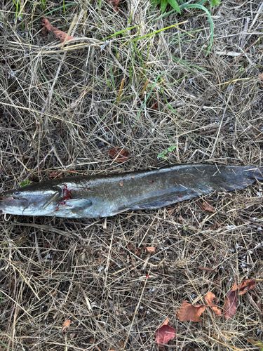 ナマズの釣果