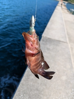 ヤミハタの釣果