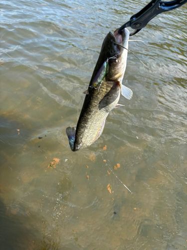 ナマズの釣果