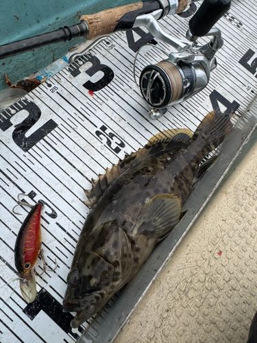 チャイロマルハタの釣果