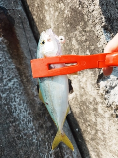 キジハタの釣果