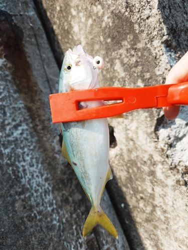 キジハタの釣果