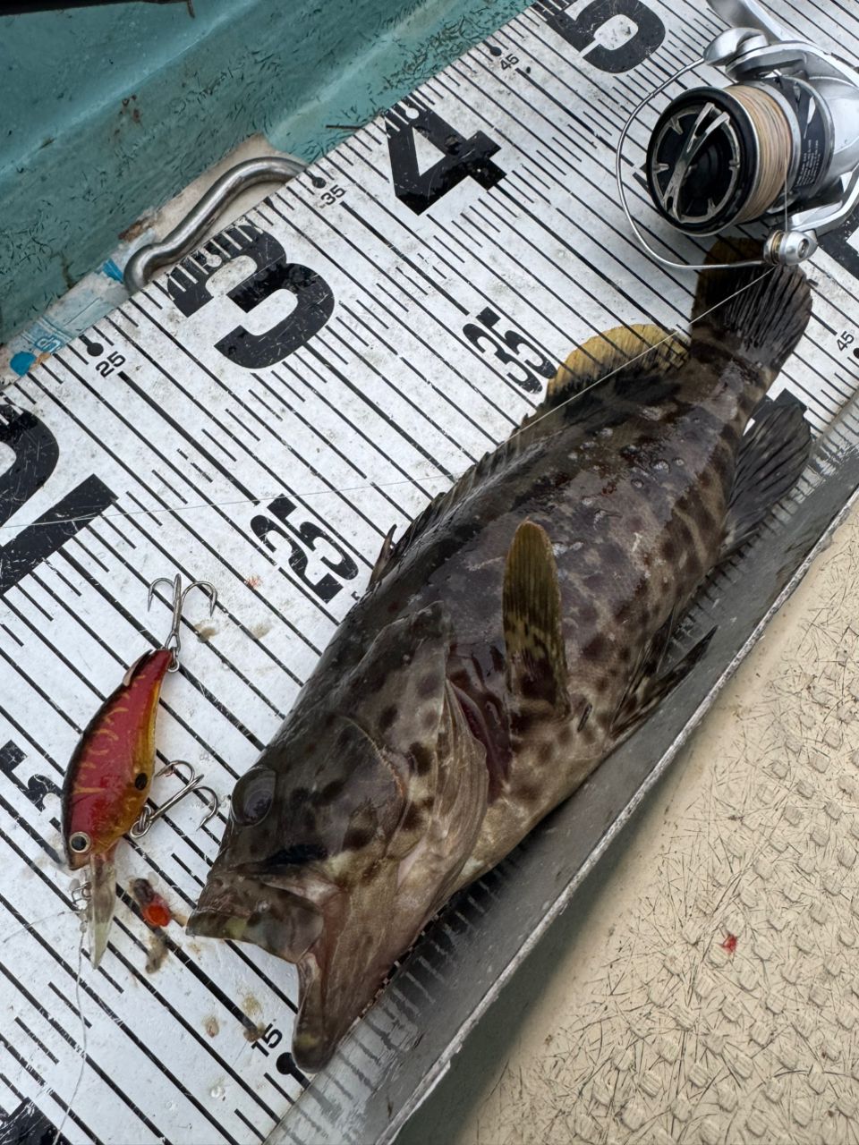 チャイロマルハタ