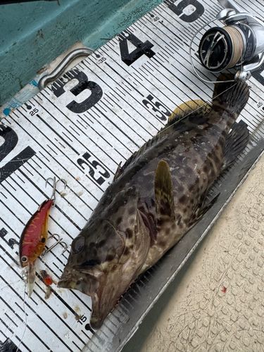 チャイロマルハタの釣果