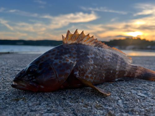 キジハタの釣果
