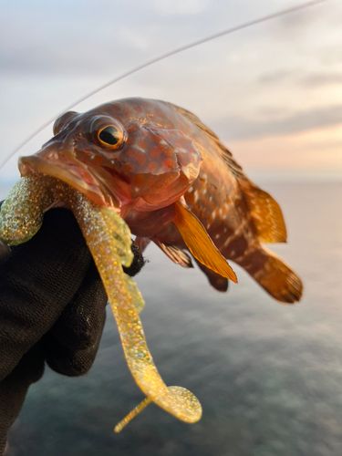 キジハタの釣果