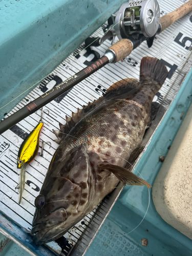 チャイロマルハタの釣果