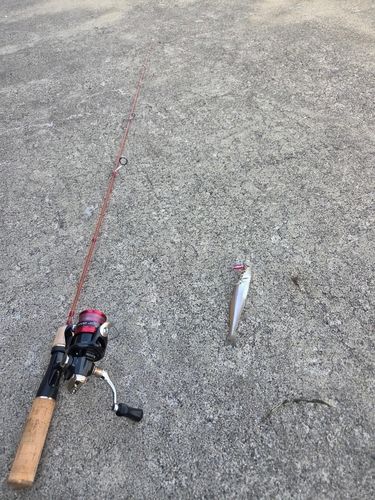 キスの釣果