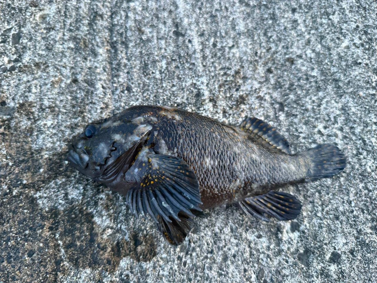 オウゴンムラソイ