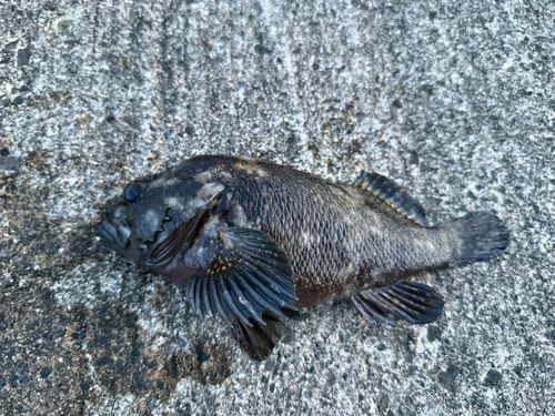 オウゴンムラソイの釣果