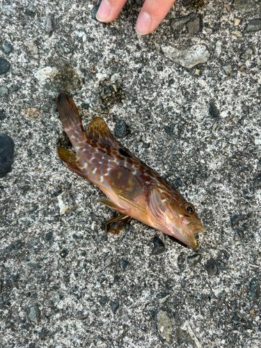 キジハタの釣果