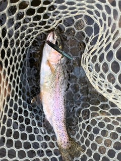 ニジマスの釣果