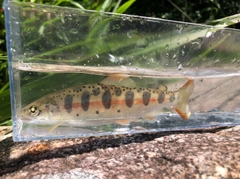 アマゴの釣果