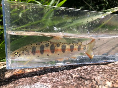 アマゴの釣果