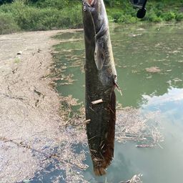 ナマズ