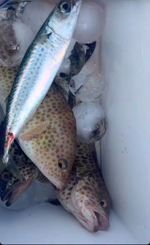 かまえ海上釣り堀 釣っちゃ王
